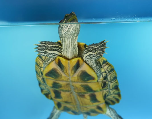 Come costruire una tartarughiera 1162 0 Come costruire una tartarughiera